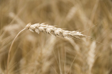 rye spike