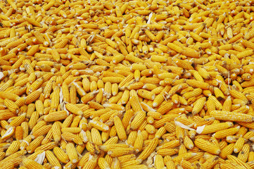 Plenthy of maize cobs