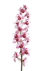 Naklejka na ściany i meble Orchid on white background