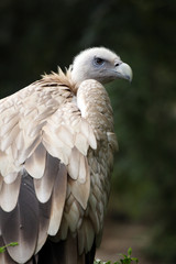 vautour fauve,gyps fulvus