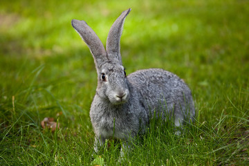rabbit in the grass.