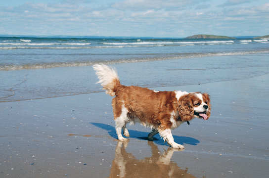 Beach Walk
