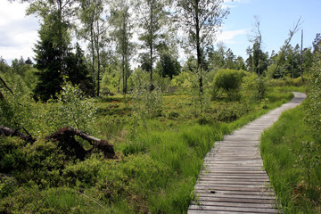 Moor