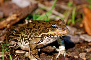 crapaud