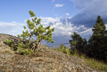 Fototapeta premium And on stones trees grow