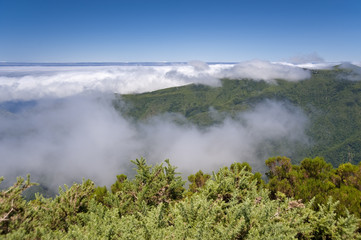 madeira