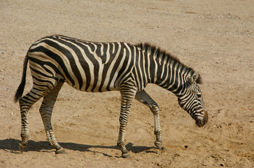 Fototapeta na wymiar das Zebra