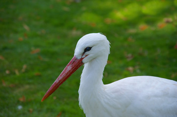 der Weißstorch