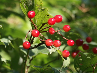 Vogelkirsche - rote Baumbeere