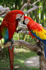 Playful parrots