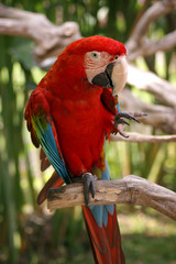 Parrot Ara