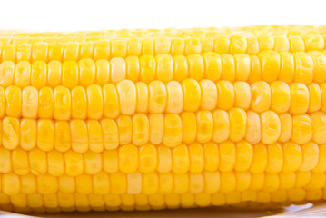 Corn background