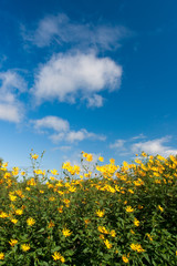 yellow flower under blue skies