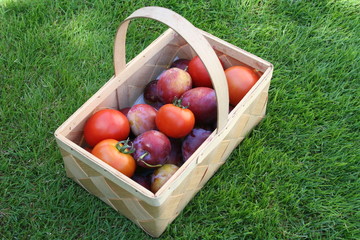 Plums and tomatoes in basket