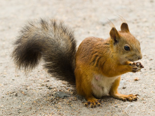 squirrel