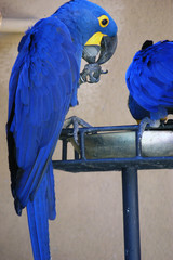 A hyacinthine ara - 1 © SalenayaAlena