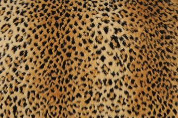 leopard skin