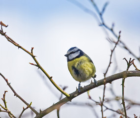 Blue Tit Banded/Ringed