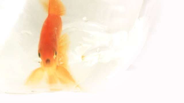 Gold fish in a bowl