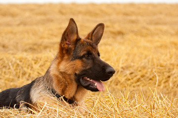German Shepherd