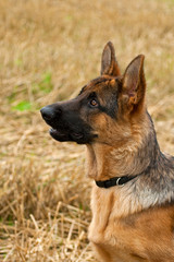 German Shepherd