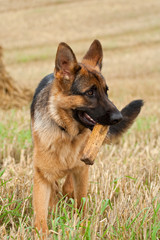 German Shepherd