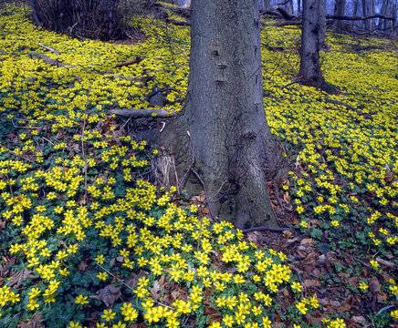 Winterling_211135