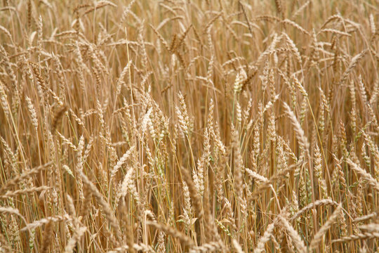 Background from ripe ears of wheat (rye)