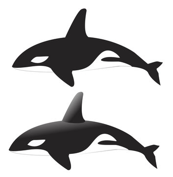 Whale Vector