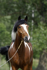 Young brown and white pony