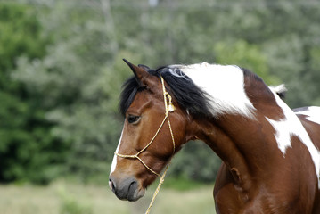 Obraz premium Young brown and white pony