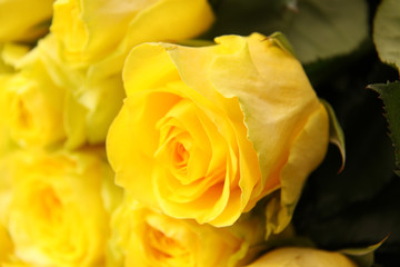 bright yellow roses