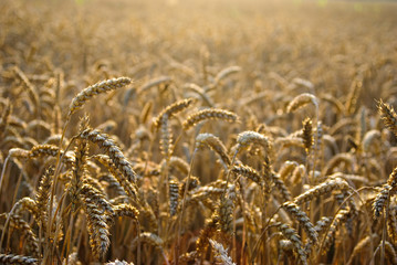 Natural background - wheat field