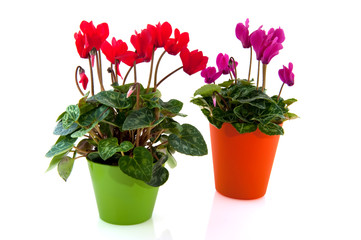 Cyclamen