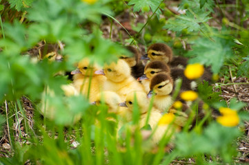 Little ducks