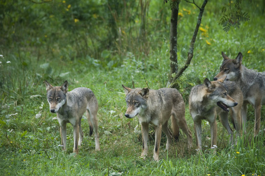 Fototapeta Wolfsrudel
