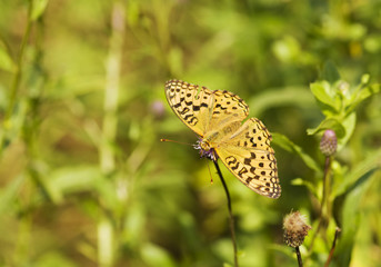 butterfly on a flower