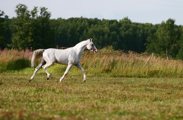 Obraz na płótnie Canvas white arab stallion