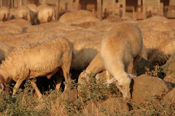 Fototapeta premium Schafherde