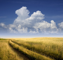 Rural view with mature rye.