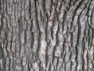 oak tree texture