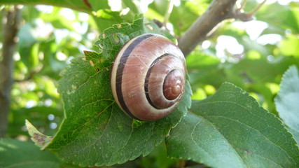Schnecke