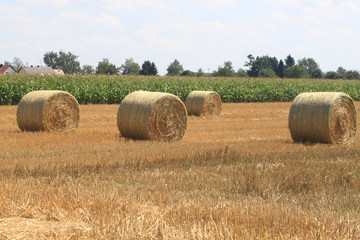 Heuernte  -  Strohballen auf gem&auml;htem Getreidefeld