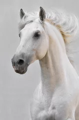 Foto op Plexiglas witte paard hengst geïsoleerd op de grijze achtergrond © Viktoria Makarova