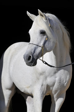 white arabian horse stallion portrait isolated on black
