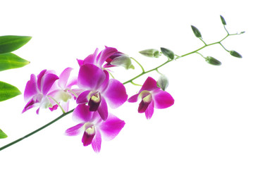 Fototapeta na wymiar Branch of violet orchids isolated on white background
