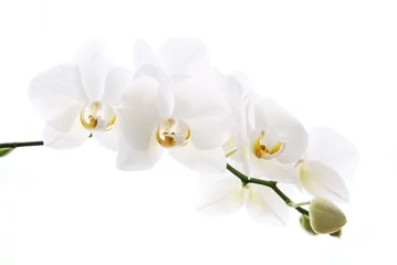 Photo sur Plexiglas Orchidée Branche de belle orchidée fraîche isolée sur fond blanc