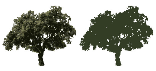 holm oak