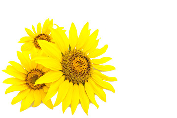 Three bright sunflowers on a white background