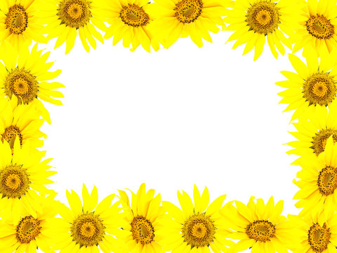 Frame from bright young sunflowers and a white background